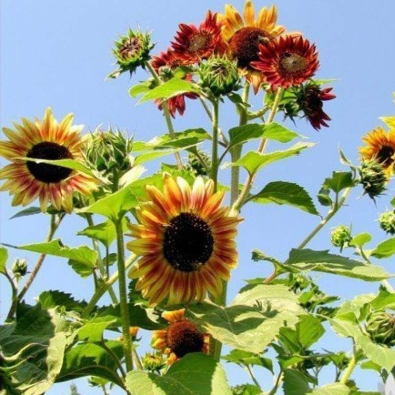 Słonecznik ozdobny mieszanka odmian nasiona XXL 100g (3).jpg