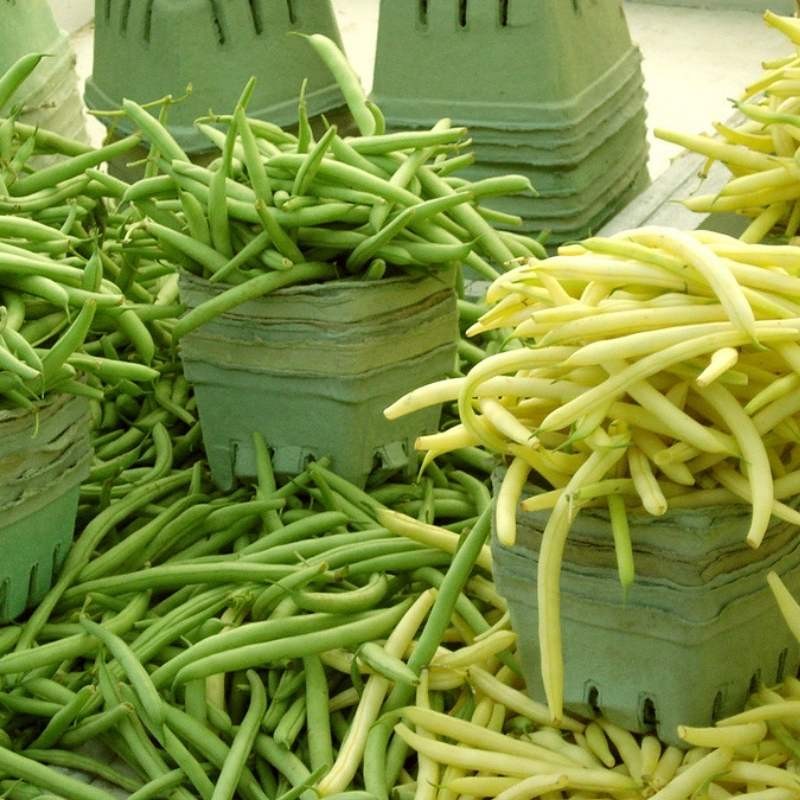 Kolekcja fasol szparagowych karłowych zestaw 4 odmian nasiona (3).jpg