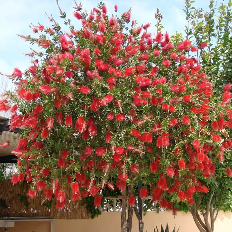 Kuflik Cytrynowy Capitan Cook (Callistemon leavis) Sadzonka C1c2 (2).jpg