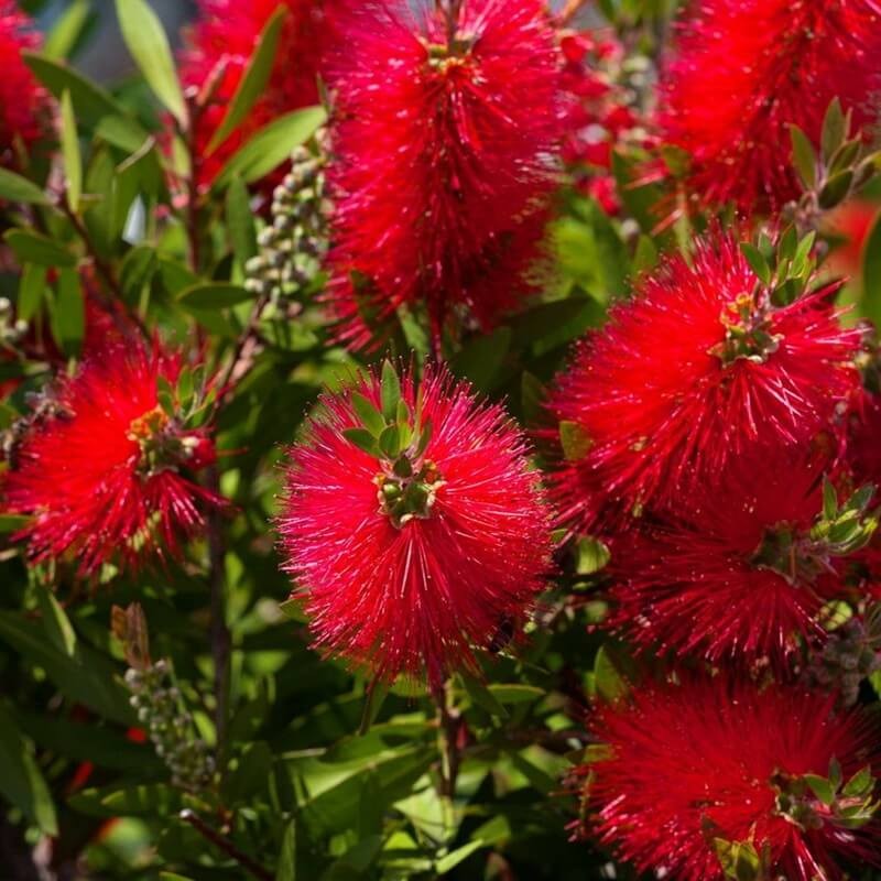 Kuflik Cytrynowy Capitan Cook (Callistemon leavis) Sadzonka C1c2 (3).jpg