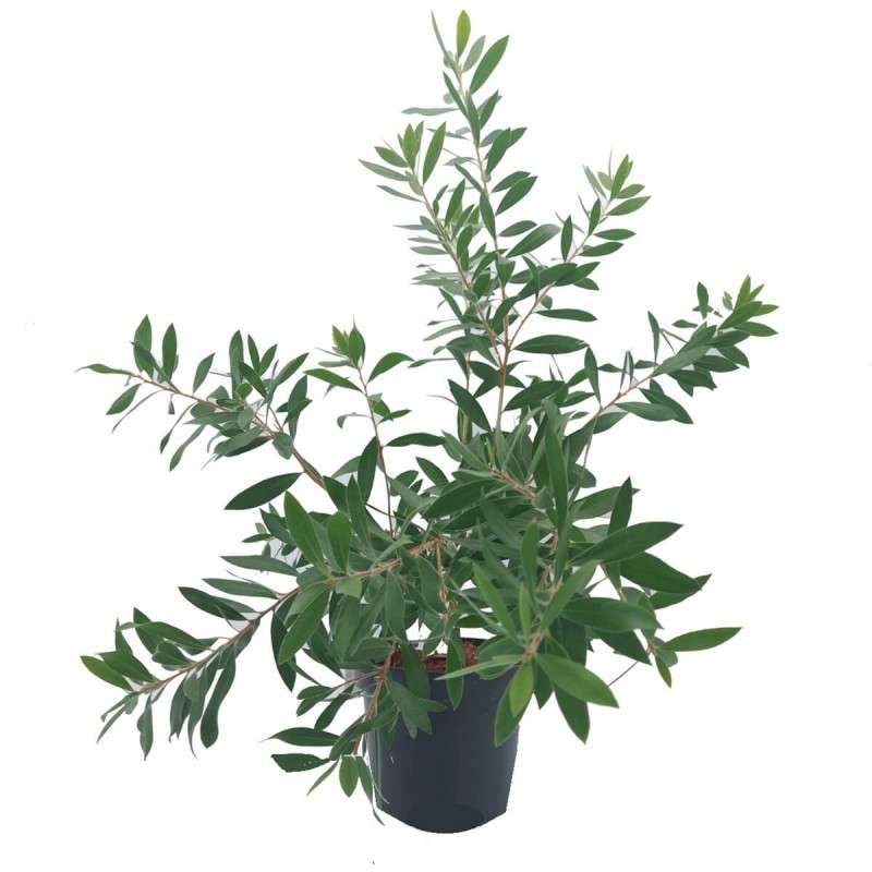 Kuflik Cytrynowy Capitan Cook (Callistemon leavis) Sadzonka C1c2 (1).jpg