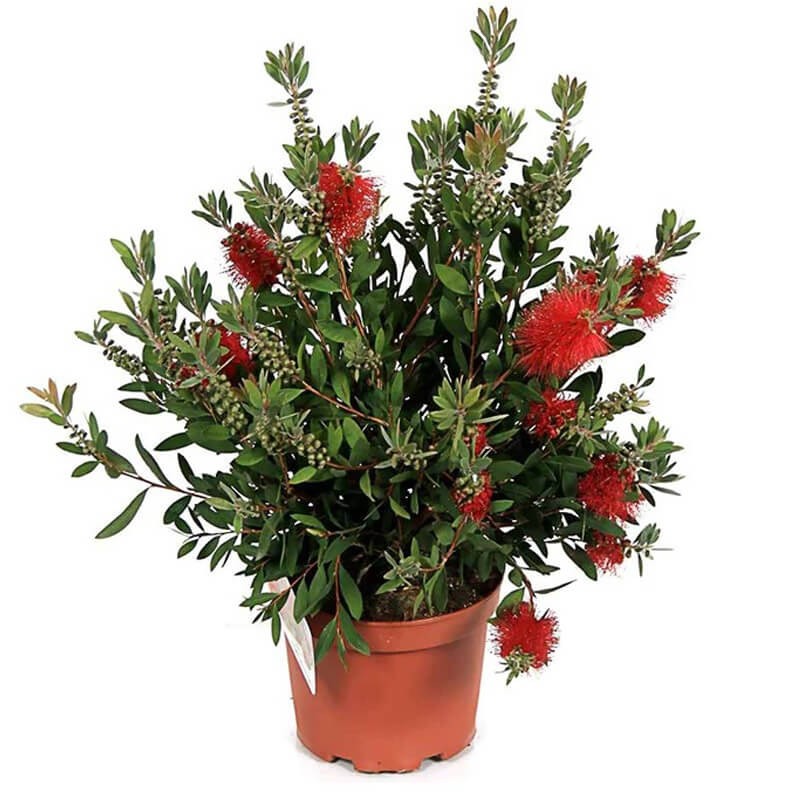 Kuflik Cytrynowy Capitan Cook (Callistemon leavis) Sadzonka Xl-c4c5  (3).jpg