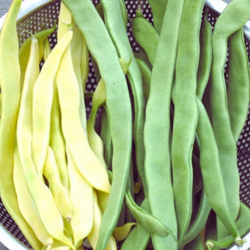 Kolekcja fasol szparagowych tycznych zestaw 4 odmian nasiona (1).jpg