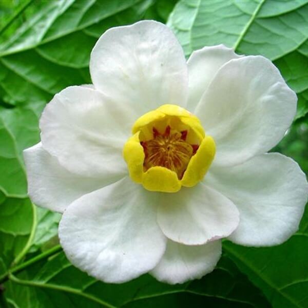 Kielichowiec Chiński (Calycanthus chinensis) Sadzonka C2 (1).jpg