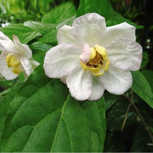 Kielichowiec Chiński (Calycanthus chinensis) Sadzonka C2 (2).jpg