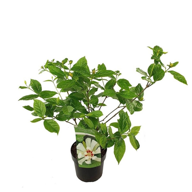 Kielichowiec Chiński (Calycanthus chinensis) Sadzonka C2 (3).jpg
