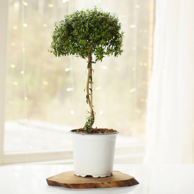 Mirt Kula Na Pniu (Myrtus communis) Sadzonka P12 30-45Cm (1).jpg