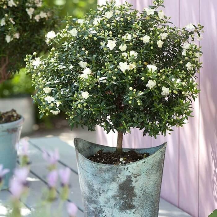 Mirt Kula Na Pniu (Myrtus communis) Sadzonka P12 30-45Cm (3).jpg