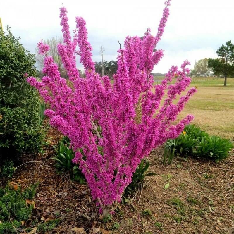 Judaszowiec Chiński Avondale (Cercis chinensis) Kolumnowy Sadzonka C3 (1).jpg