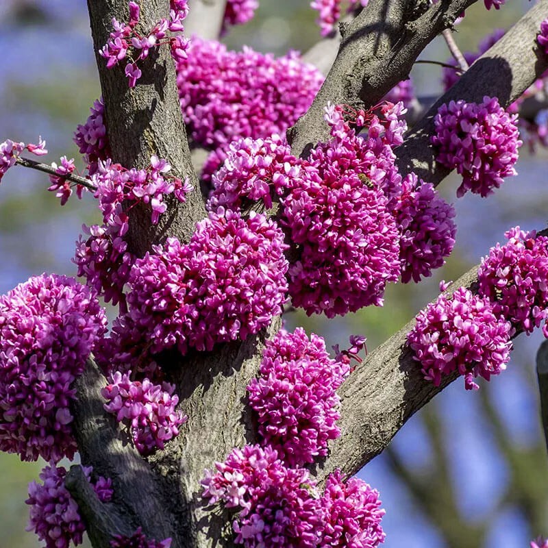 Judaszowiec Chiński Avondale (Cercis chinensis) Kolumnowy Sadzonka C3 (2).jpg