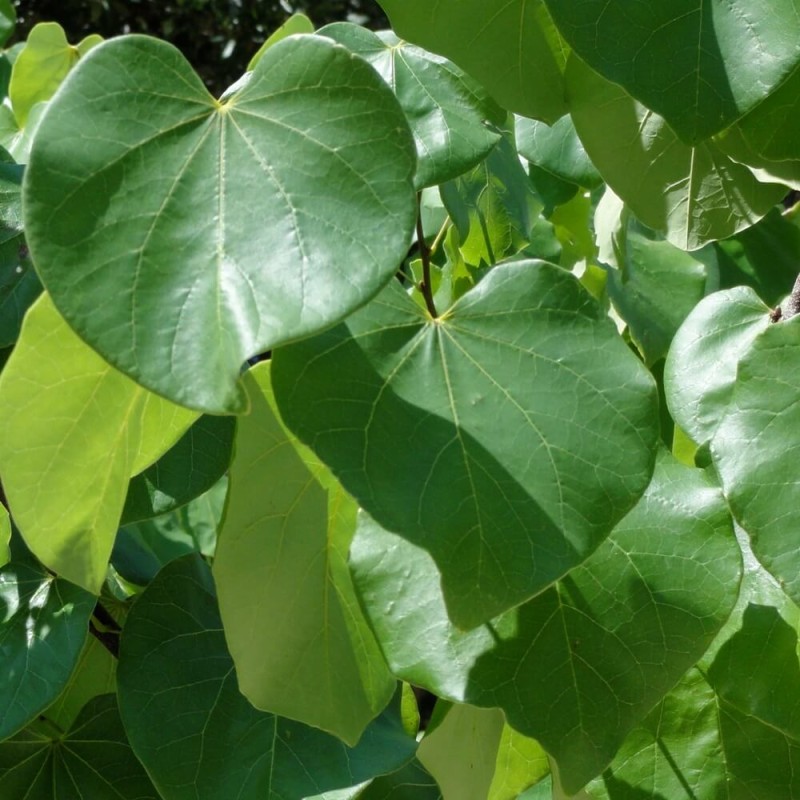 Judaszowiec Chiński Shirobana (Cercis chinensis) Biały Sadzonka C3 (2).JPG