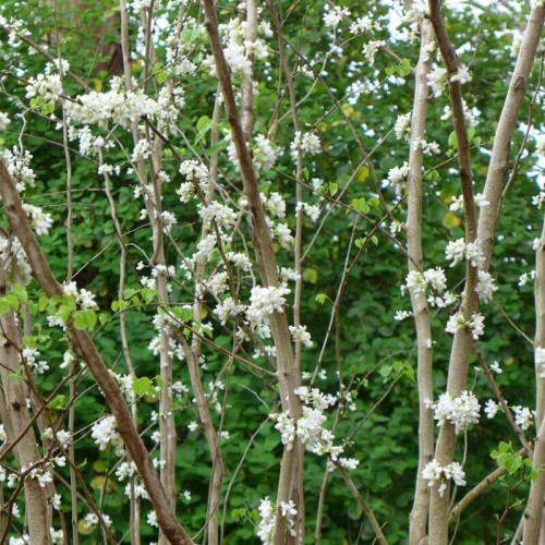 Judaszowiec chiński Shirobana biały sadzonka C3