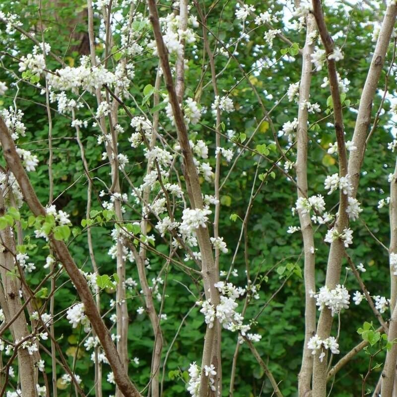 Judaszowiec Chiński Shirobana (Cercis chinensis) Biały Sadzonka C3 (4).jpg