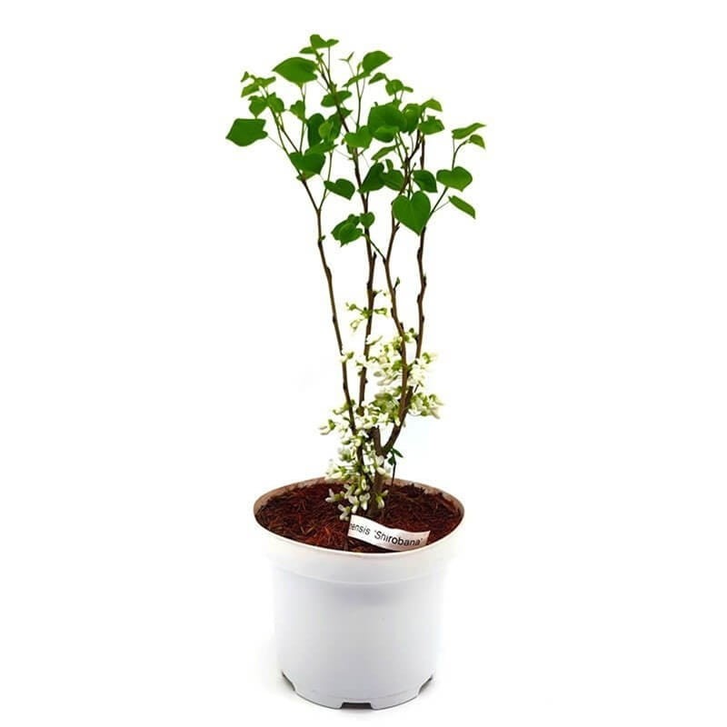 Judaszowiec Chiński Shirobana (Cercis chinensis) Biały Sadzonka C3 (3).jpg