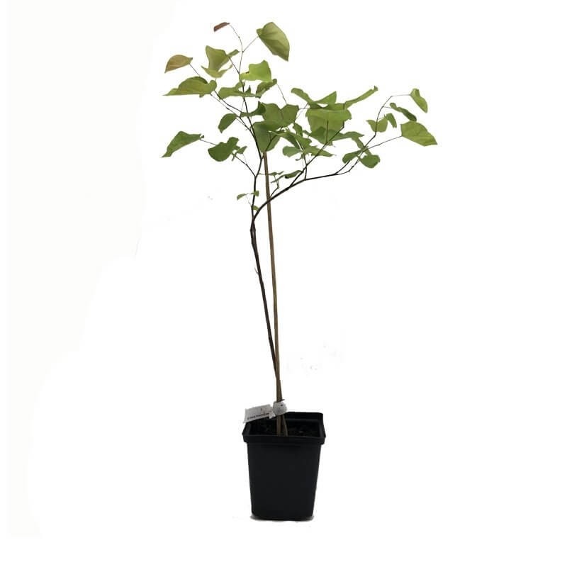 Judaszowiec Kanadyjski (Cercis canadensis) Sadzonka C1 (4).jpg