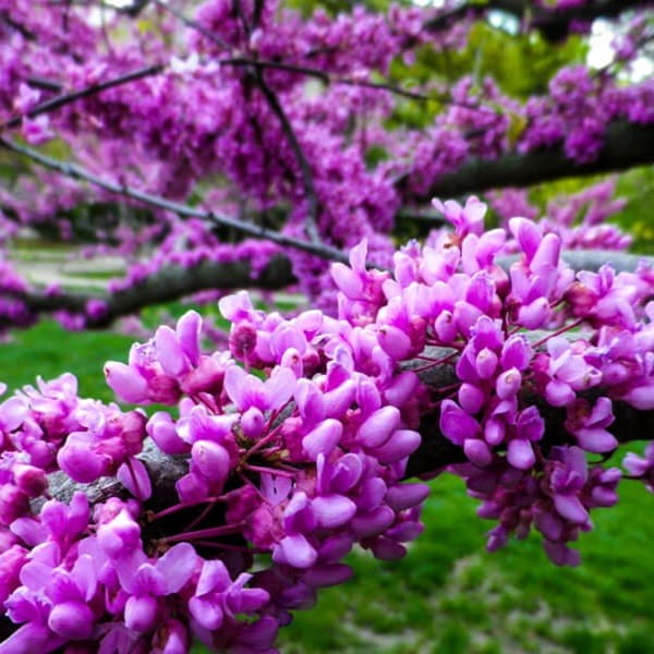 Judaszowiec Kanadyjski (Cercis canadensis) Sadzonka C1.jpg