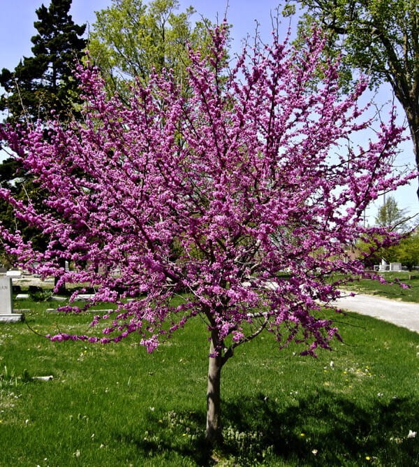 Judaszowiec Kanadyjski (Cercis canadensis) Sadzonka C1 (1).jpg
