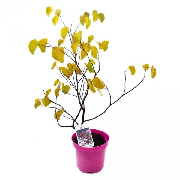 Judaszowiec Wschodni (Cercis siliquastrum) Sadzonka C3 (1).jpg