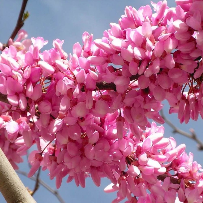Judaszowiec Wschodni (Cercis siliquastrum) Sadzonka C3 (2).jpg