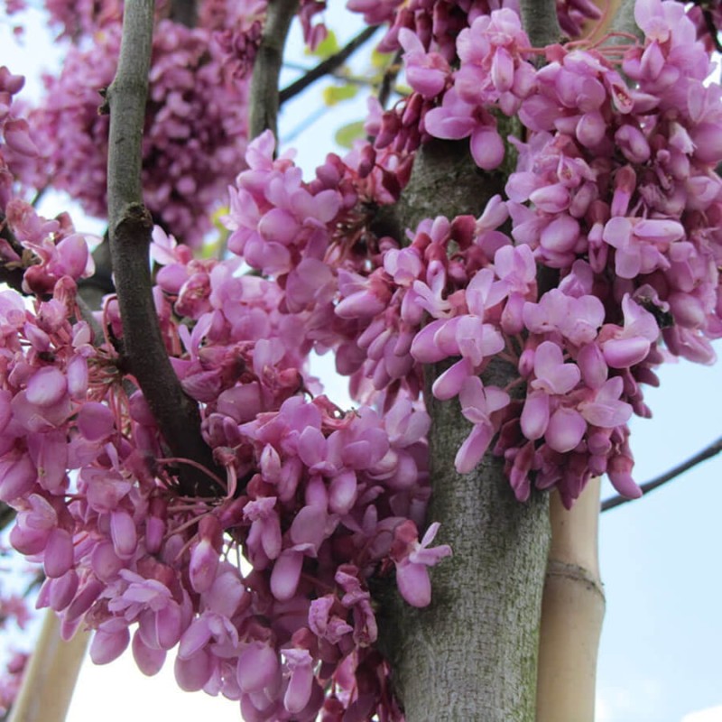 Judaszowiec Wschodni (Cercis siliquastrum) Sadzonka C3 (4).jpg
