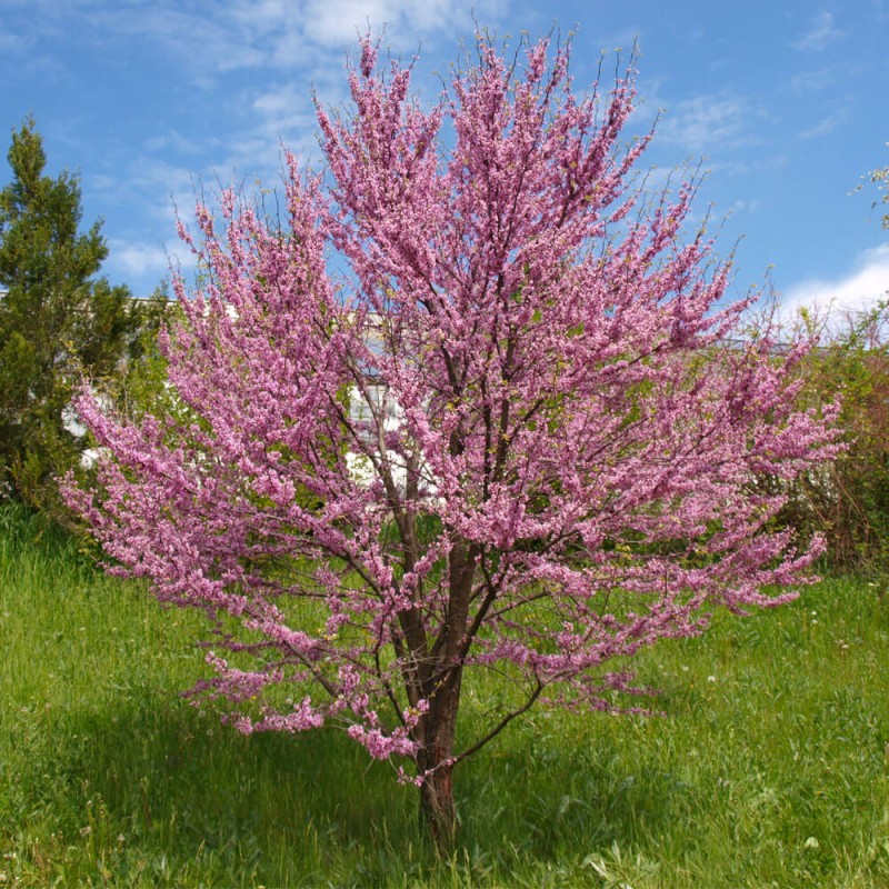 Judaszowiec Wschodni (Cercis siliquastrum) Sadzonka C3.jpg