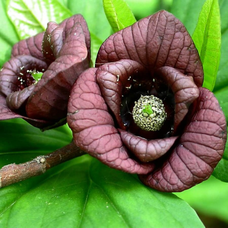 Urodlin Trójłatkowy Indiański Banan (Asimina triloba) Sadzonka P9 (2).jpg