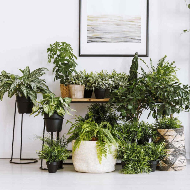 dracena compacta p12 jak uprawiać w domu