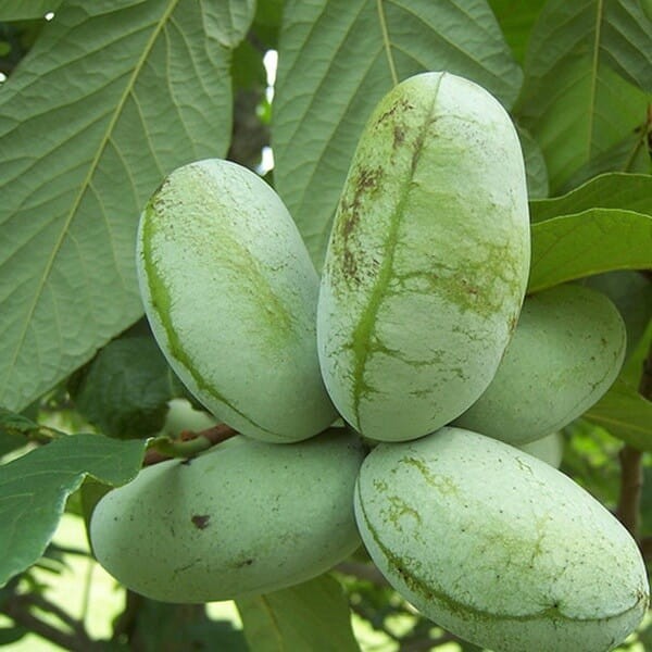 Urodlin Trójłatkowy Indiański Banan (Asimina triloba) Sadzonka P9 (3).jpg