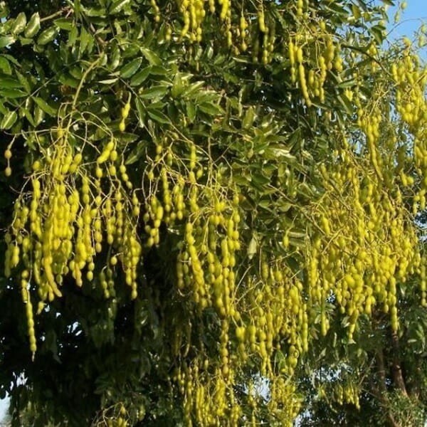 Perełkowiec Japoński (Sophora japonica) Sadzonka C2 (1).jpg