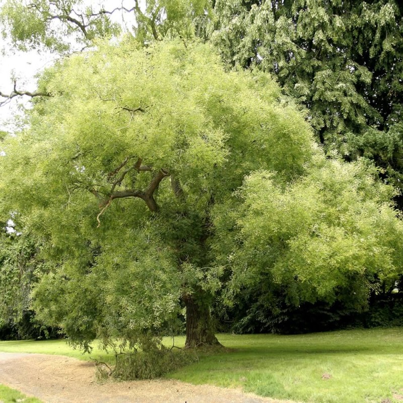 Perełkowiec Japoński (Sophora japonica) Sadzonka C2 (2).jpg