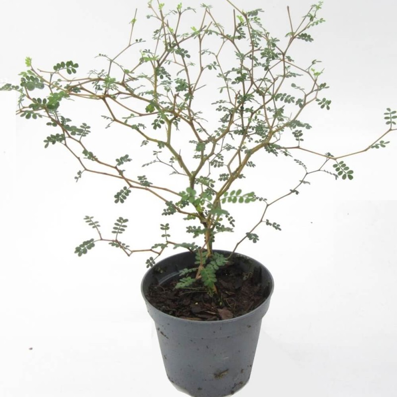 Perełkowiec Japoński (Sophora japonica) Sadzonka C2 (3).jpg