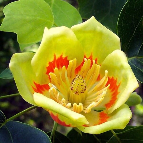 Tulipanowiec sadzonka