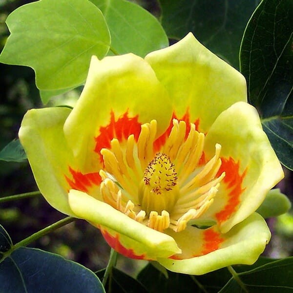 Tulipanowiec (Liriodendron tulipifera) Sadzonka (1).jpg