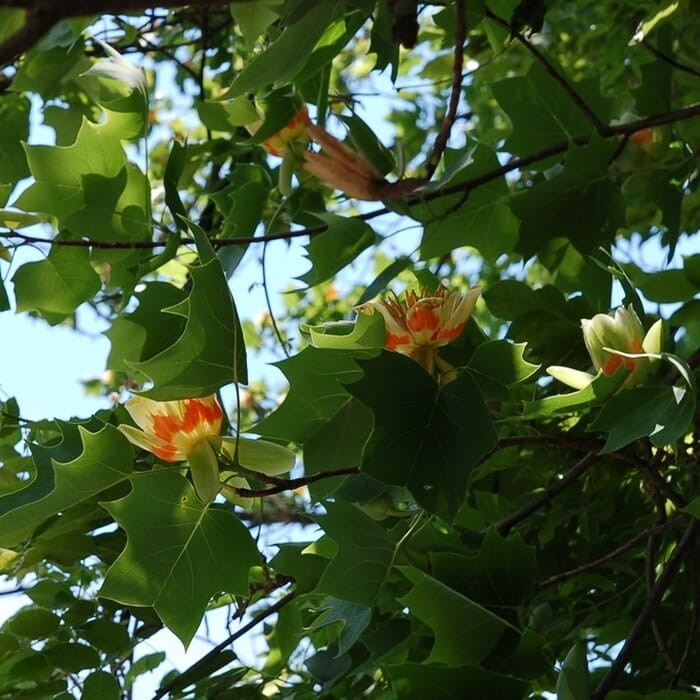 Tulipanowiec (Liriodendron tulipifera) Sadzonka (2).jpg
