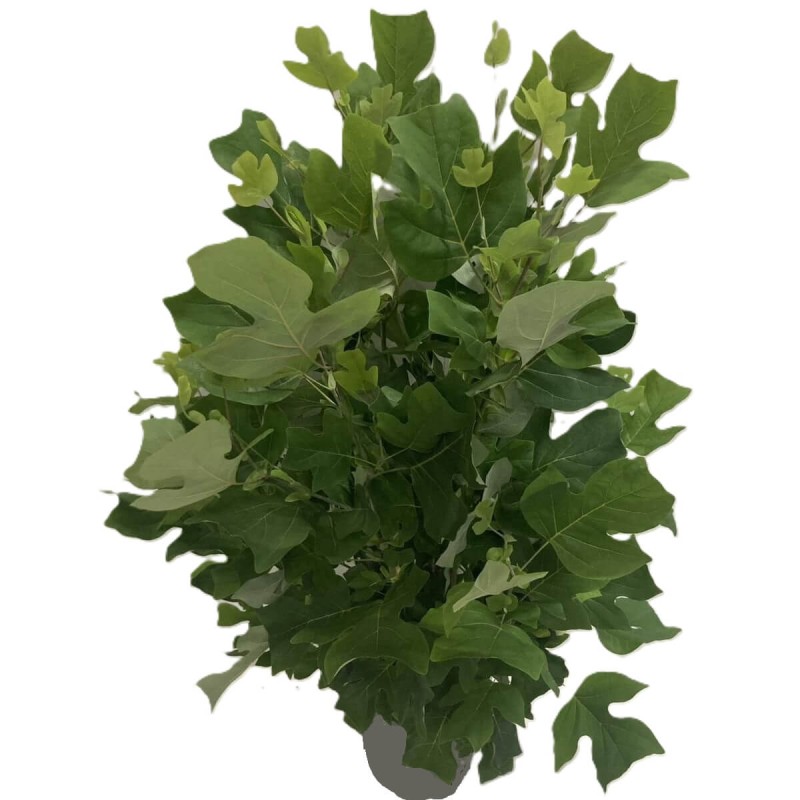 Tulipanowiec (Liriodendron tulipifera) Sadzonka (3).jpg