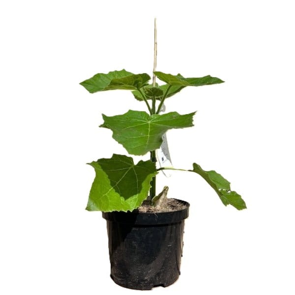 Paulownia Puszysta - Cesarskie Drzewko Szczęscia (Paulownia tomentosa) Sadzonka P9c1 (7).jpg