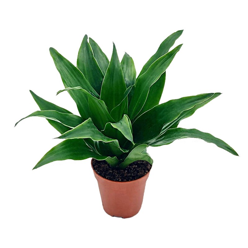 dracena compacta p12 sadzonka sklep