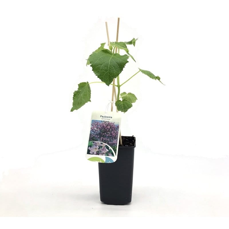 Paulownia Puszysta - Cesarskie Drzewko Szczęscia (Paulownia tomentosa) Sadzonka C3c4 (2).jpg