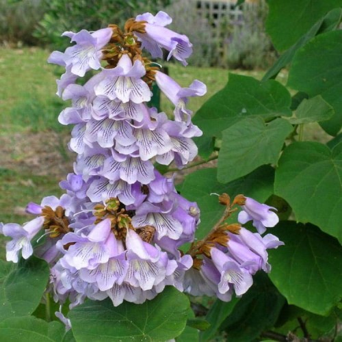 Paulownia Puszysta - Cesarskie Drzewko Szczęscia sadzonka C2