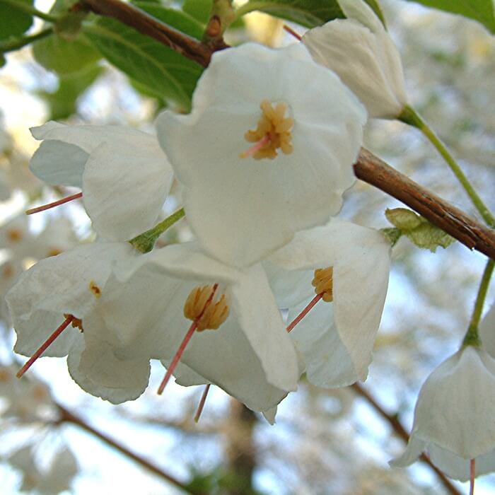 Ośnieża Czteroskrzydła Sadzonka (Halesia carolina) (1).jpg