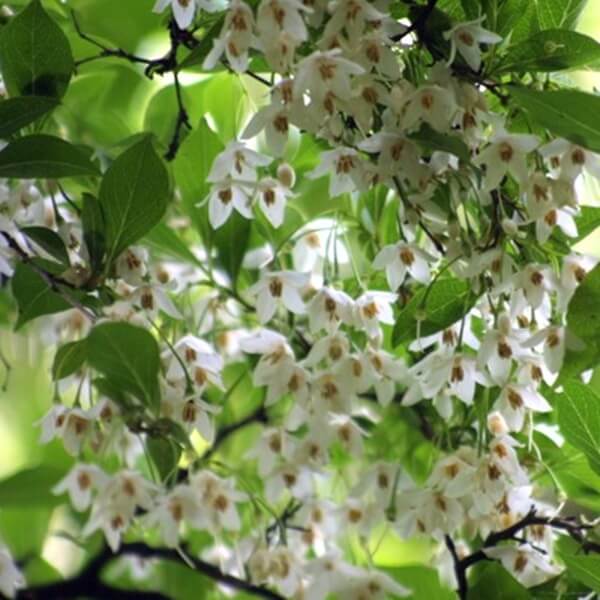 Ośnieża Czteroskrzydła Sadzonka (Halesia carolina) (2).jpg