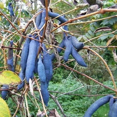 Palecznik chiński sadzonka