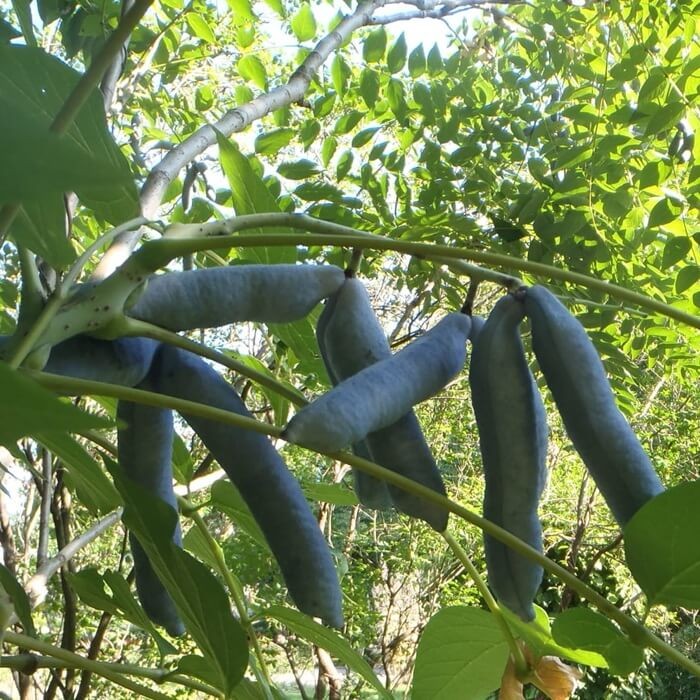 Palecznik Chiński (Decaisnea fargesii) Sadzonka (1).jpg