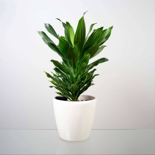 Dracena Compacta roślina domowa P12