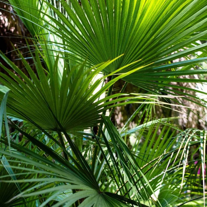 Palma Waszyngtonia Nitkowana (Washingtonia filifera) Roślina Domowa C3 (1).jpg