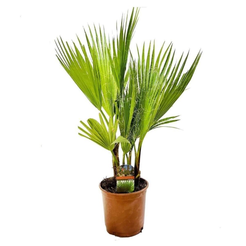 Palma Waszyngtonia Nitkowana (Washingtonia filifera) Roślina Domowa C3 (2).jpg
