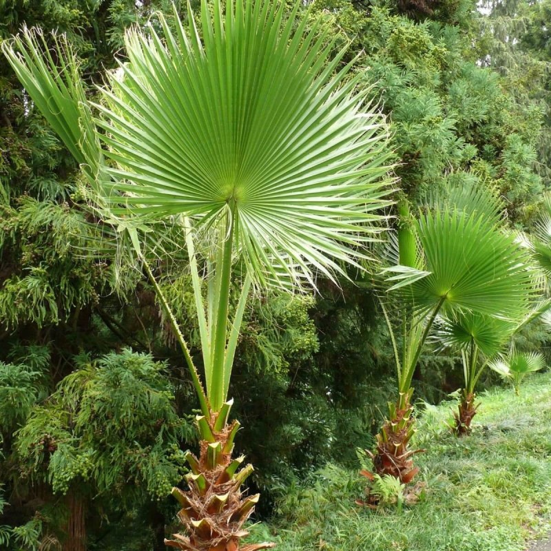 Palma Waszyngtonia Nitkowana (Washingtonia filifera) Roślina Domowa C3 (3).jpg