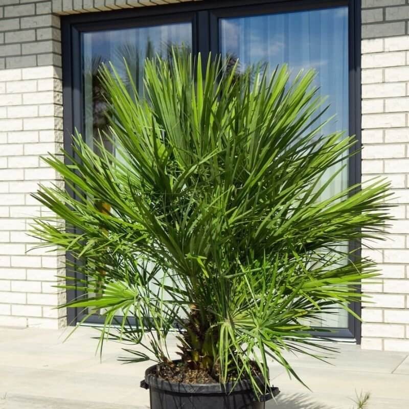 Palma Karłatka Niska (Chamaerops humilis) Roślina Domowa C3 (2).jpg