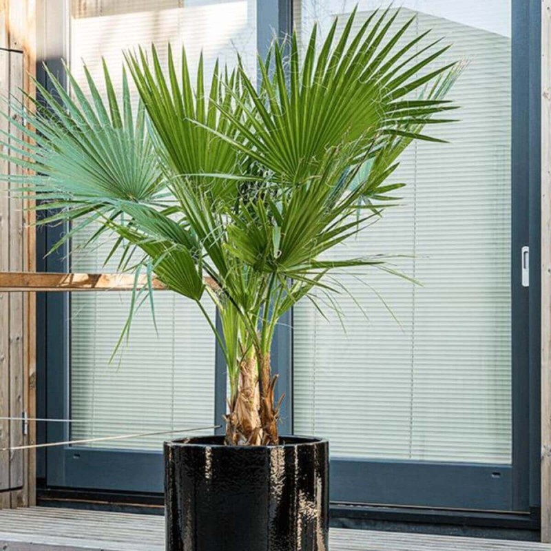 Palma Karłatka Niska (Chamaerops humilis) Roślina Domowa C3 (3).jpg