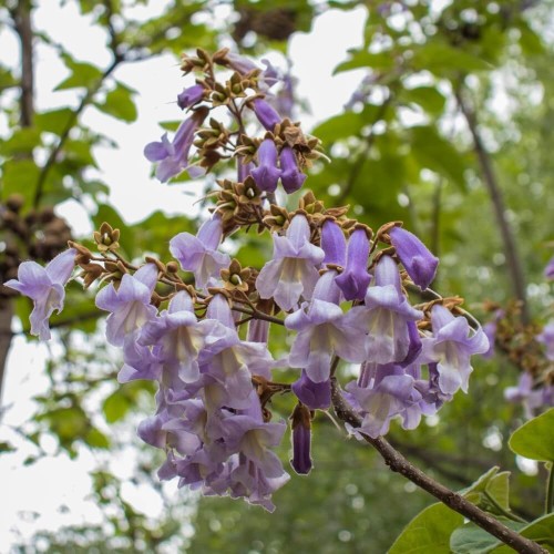 Paulownia Fortunei sadzonka XL-C9 100-120 Cm